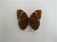 藏品(警戒色蝶)的圖片